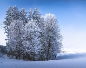 Превью обои зима, лес, поле, снег, природа