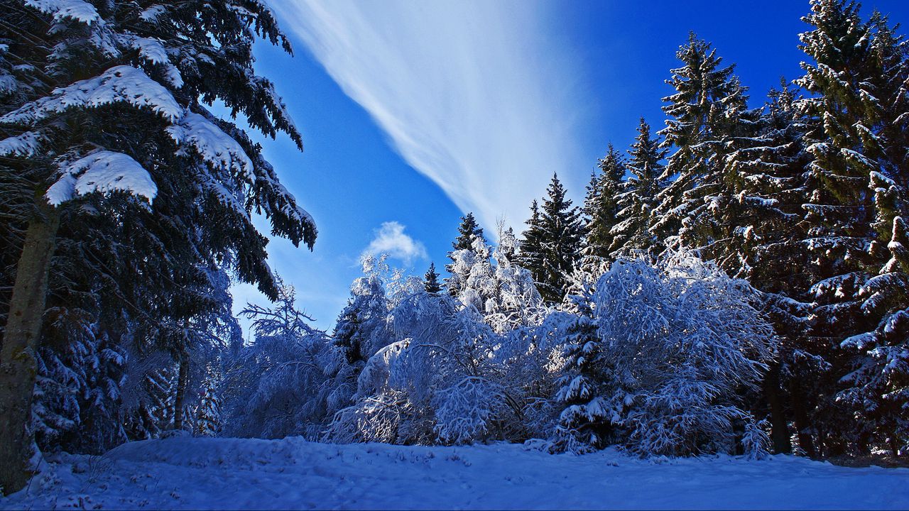 Обои зима, лес, снег, небо