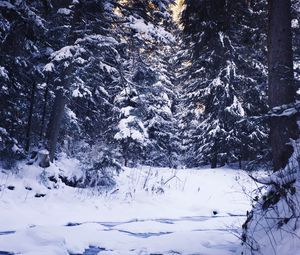 Превью обои зима, лес, снег, деревья