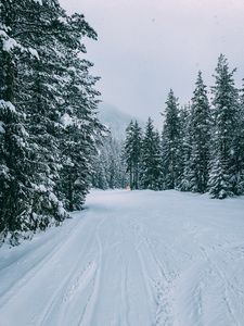 Превью обои зима, лес, снег, деревья, дорога, следы