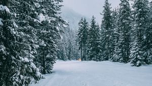 Превью обои зима, лес, снег, деревья, дорога, следы