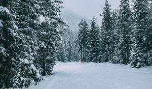 Превью обои зима, лес, снег, деревья, дорога, следы