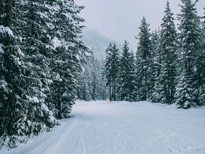 Превью обои зима, лес, снег, деревья, дорога, следы