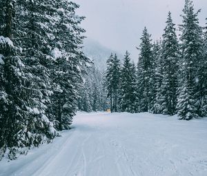 Превью обои зима, лес, снег, деревья, дорога, следы