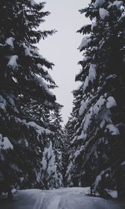 Превью обои зима, лес, снег, деревья, проход