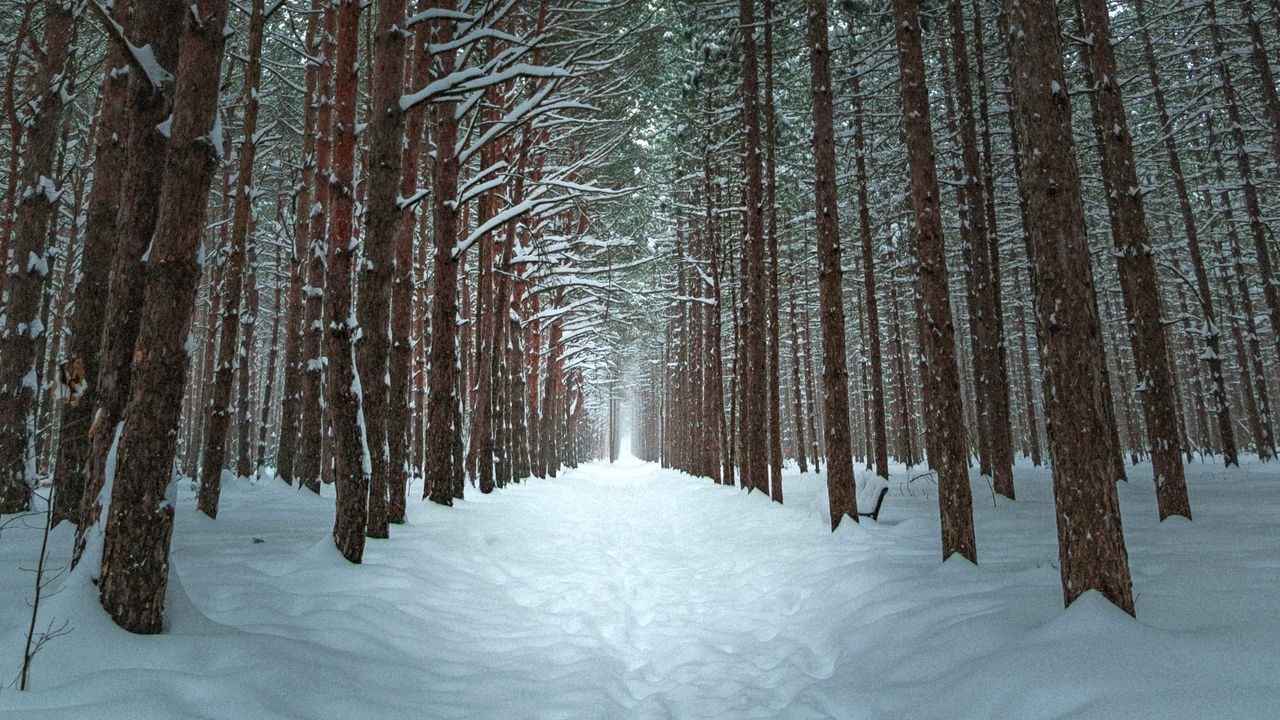 Обои зима, лес, тропа, снег, деревья