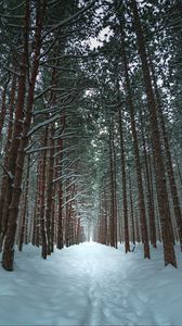 Превью обои зима, лес, тропа, снег, деревья