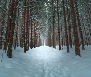 Превью обои зима, лес, тропа, снег, деревья