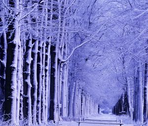 Превью обои зима, парк, лавочка, деревья, снег, иней