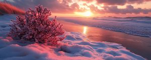 Превью обои зима, пляж, снег, куст, море