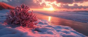 Превью обои зима, пляж, снег, куст, море