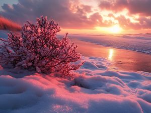 Превью обои зима, пляж, снег, куст, море