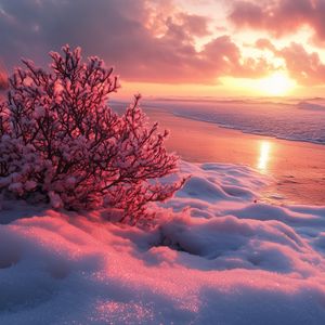 Превью обои зима, пляж, снег, куст, море