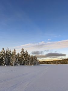Превью обои зима, поле, ели, снег, облака, природа