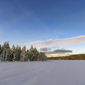 Превью обои зима, поле, ели, снег, облака, природа