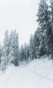 Превью обои зима, снег, деревья, тропинка, заснеженный