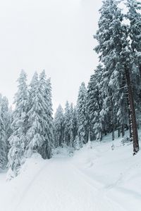 Превью обои зима, снег, деревья, тропинка, заснеженный