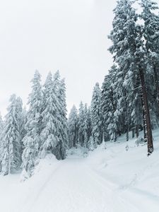 Превью обои зима, снег, деревья, тропинка, заснеженный