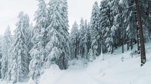 Превью обои зима, снег, деревья, тропинка, заснеженный