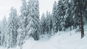 Превью обои зима, снег, деревья, тропинка, заснеженный