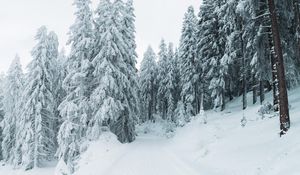 Превью обои зима, снег, деревья, тропинка, заснеженный