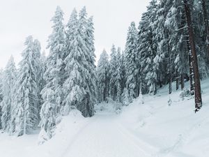 Превью обои зима, снег, деревья, тропинка, заснеженный