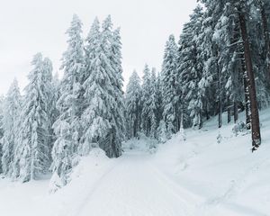 Превью обои зима, снег, деревья, тропинка, заснеженный