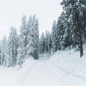 Превью обои зима, снег, деревья, тропинка, заснеженный