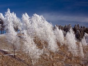 Превью обои зима, снег, деревья, иней, холм