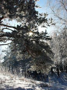 Превью обои зима, снег, деревья, иней, тень, солнце, сказка