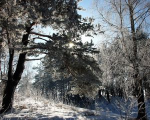 Превью обои зима, снег, деревья, иней, тень, солнце, сказка