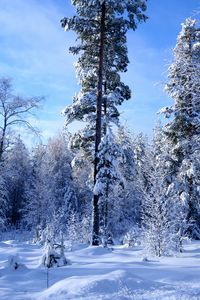 Превью обои зима, снег, деревья, лес, опушка, небо, лазурь