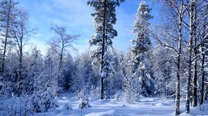 Превью обои зима, снег, деревья, лес, опушка, небо, лазурь