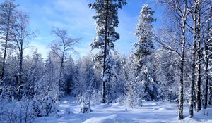 Превью обои зима, снег, деревья, лес, опушка, небо, лазурь