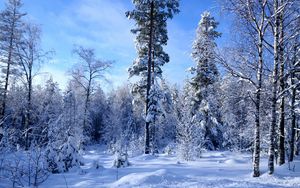 Превью обои зима, снег, деревья, лес, опушка, небо, лазурь