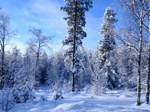 Превью обои зима, снег, деревья, лес, опушка, небо, лазурь