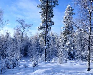 Превью обои зима, снег, деревья, лес, опушка, небо, лазурь
