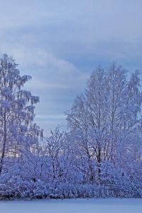 Превью обои зима, снег, деревья, иней