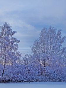 Превью обои зима, снег, деревья, иней