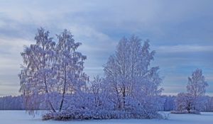 Превью обои зима, снег, деревья, иней