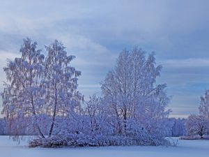 Превью обои зима, снег, деревья, иней