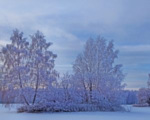 Превью обои зима, снег, деревья, иней