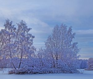 Превью обои зима, снег, деревья, иней