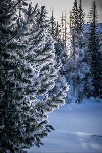 Превью обои зима, снег, дерево, заснеженный, иней, мороз
