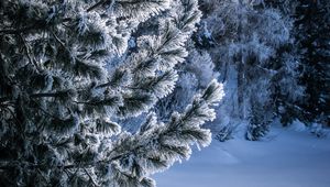 Превью обои зима, снег, дерево, заснеженный, иней, мороз
