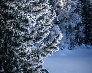 Превью обои зима, снег, дерево, заснеженный, иней, мороз