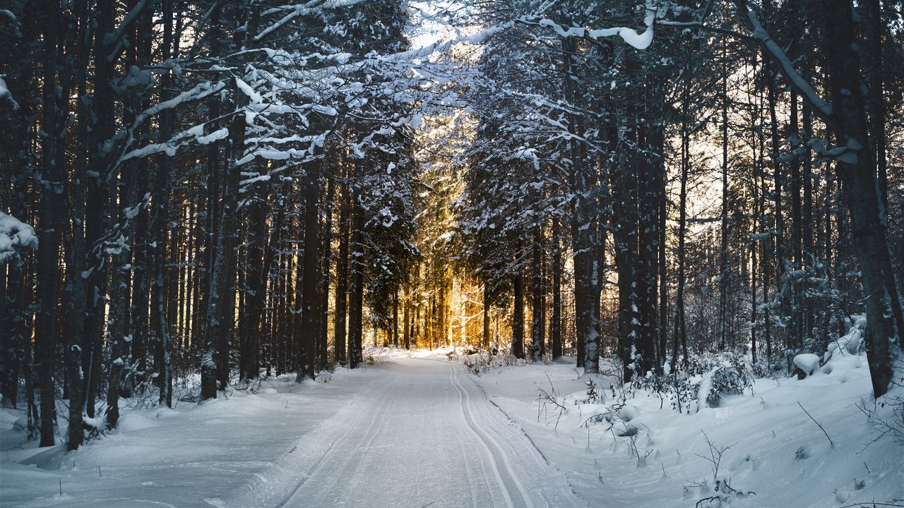 Обои зима, снег, дорога, деревья
