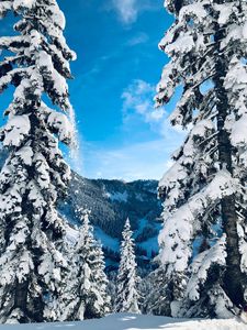 Превью обои зима, снег, елки, деревья, заснеженный, пейзаж