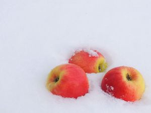 Превью обои зима, снег, яблоки, мороз, новый год