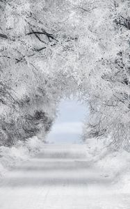 Превью обои зима, снег, лес, дорога, арка, ветки, иней